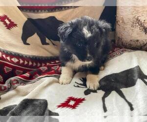 Miniature American Shepherd Puppy for sale in BETHANY, CT, USA