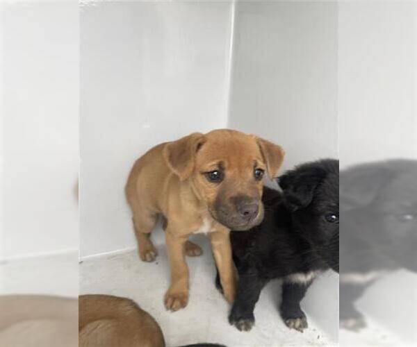 Medium Photo #1 Mutt Puppy For Sale in Houston, TX, USA