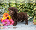 Puppy Taffy Poodle (Miniature)