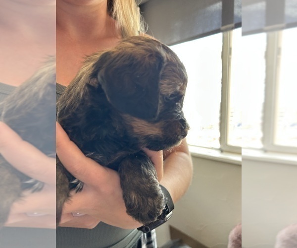 Medium Photo #25 Bernedoodle (Miniature) Puppy For Sale in HENDERSON, CO, USA