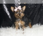 Puppy Emily AKC Yorkshire Terrier