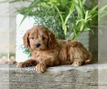 Small #2 Cavapoo (Miniature)