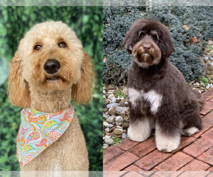 Goldendoodle Puppy for sale in BELLVILLE, OH, USA