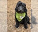 Small Photo #3 Labradoodle Puppy For Sale in SIOUX CENTER, IA, USA