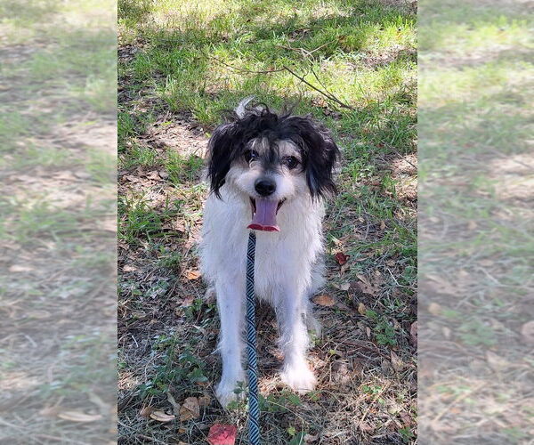 Medium Photo #2 Jack Russell Terrier-Tibetan Spaniel Mix Puppy For Sale in Missouri City, TX, USA