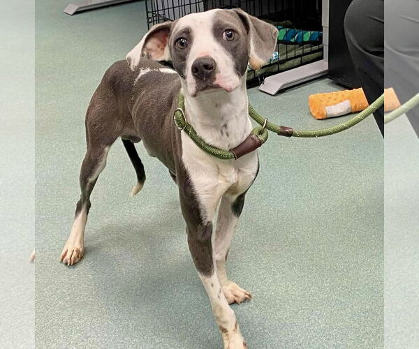 Medium Photo #2 Mutt Puppy For Sale in Spring Lake, NC, USA