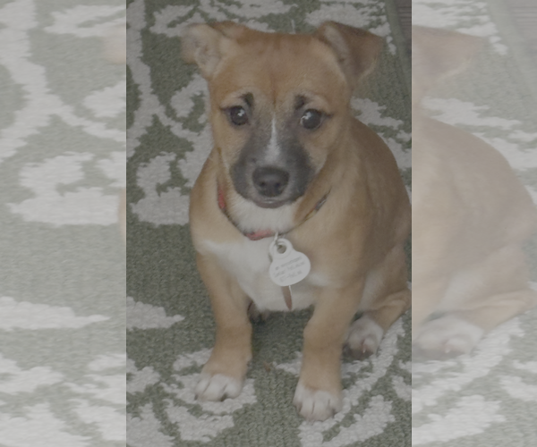 Medium Photo #1 Chiranian Puppy For Sale in Bellevue, WA, USA