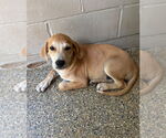 Small #1 Mutt