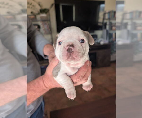 Medium Photo #8 Faux Frenchbo Bulldog Puppy For Sale in LAS CRUCES, NM, USA
