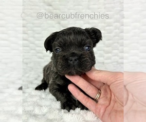 French Bulldog Puppy for sale in FRANKLIN, IN, USA