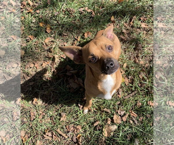 Medium Photo #6 Chihuahua-Unknown Mix Puppy For Sale in Holly Springs, NC, USA