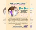 Small #1 Pomeranian