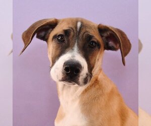 Basenji-Boxer Mix Dogs for adoption in Sheridan, CO, USA