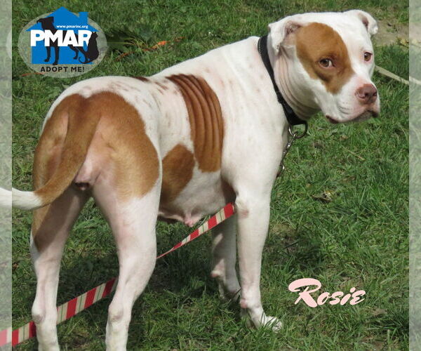 Medium Photo #2 American Pit Bull Terrier-Unknown Mix Puppy For Sale in Binghamton, NY, USA