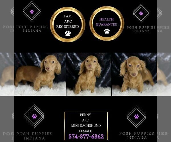 Medium Photo #7 Dachshund Puppy For Sale in WARSAW, IN, USA
