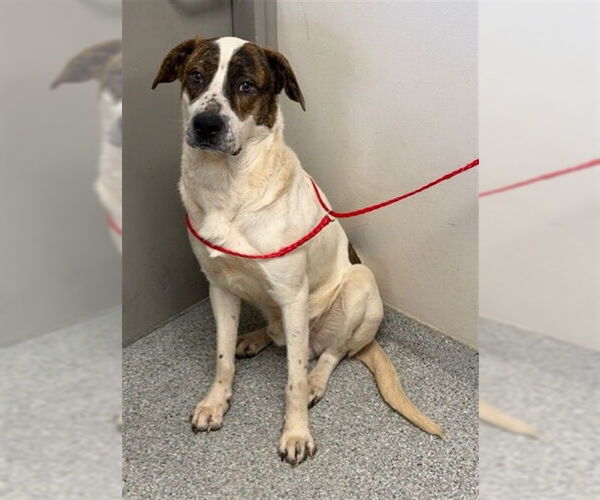 Medium Photo #1 Mutt Puppy For Sale in Pasadena, TX, USA