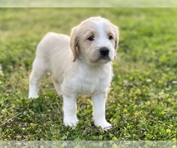 Medium Photo #12 Labradoodle Puppy For Sale in CANON, GA, USA