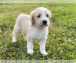 Small Photo #12 Labradoodle Puppy For Sale in CANON, GA, USA
