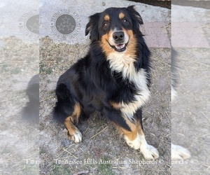 Father of the Australian Shepherd puppies born on 02/09/2025