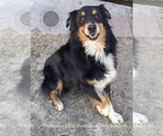 Small Photo #1 Australian Shepherd Puppy For Sale in GEORGETOWN, TN, USA