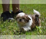 Small Photo #8 Shih Tzu Puppy For Sale in PALM COAST, FL, USA