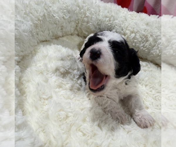 Medium Photo #4 Havapoo Puppy For Sale in GUTHRIE, KY, USA