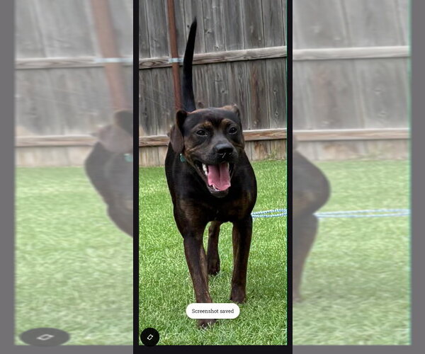 Medium Photo #1 Mutt Puppy For Sale in Great Bend, KS, USA