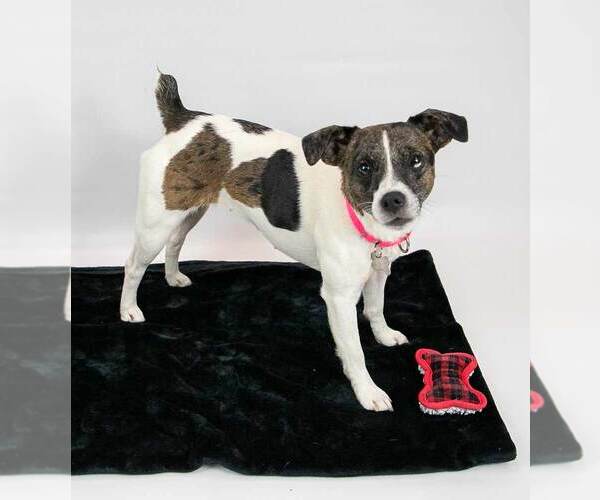 Medium Photo #6 Jack Russell Terrier-Unknown Mix Puppy For Sale in Kennesaw, GA, USA