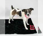 Small #5 Jack Russell Terrier Mix