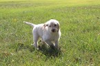 Small Photo #1 Labradoodle Puppy For Sale in WARSAW, IN, USA