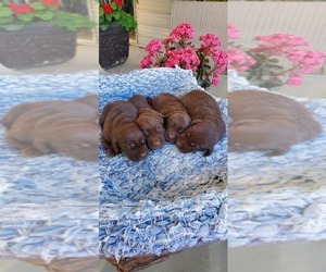 Labrador Retriever Puppy for Sale in FRESNO, California USA