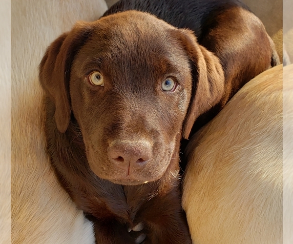 Medium Photo #18 Labrador Retriever Puppy For Sale in ANZA, CA, USA