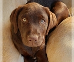 Small Photo #18 Labrador Retriever Puppy For Sale in ANZA, CA, USA