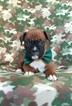 Small Photo #6 Boxer Puppy For Sale in LANCASTER, PA, USA