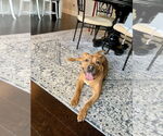 Small #16 Staffordshire Bull Terrier Mix