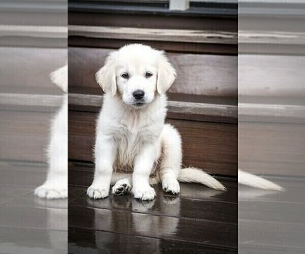 Medium Photo #3 English Cream Golden Retriever Puppy For Sale in FOWLERVILLE, MI, USA