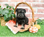 Small #1 Schnauzer (Miniature)