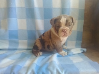 English Bulldogge Puppy for sale in CLAY, PA, USA