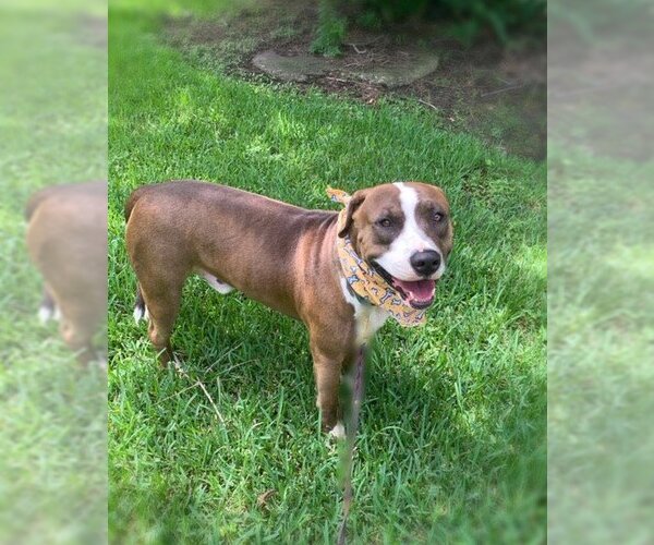 Medium Photo #3 American Pit Bull Terrier-Catahoula Leopard Dog Mix Puppy For Sale in San Leon, TX, USA