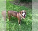 Small #2 American Pit Bull Terrier-Catahoula Leopard Dog Mix
