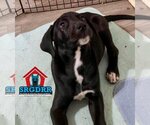 Small Photo #7 Great Dane-Unknown Mix Puppy For Sale in Bullard, TX, USA