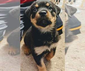 Rottweiler Puppy for sale in JEFFERSON, OR, USA