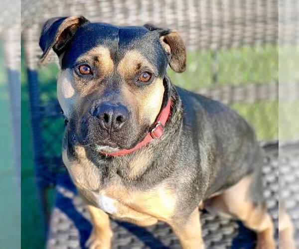 Medium Photo #21 Mutt Puppy For Sale in Canton, CT, USA
