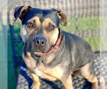 Small Photo #21 Mutt Puppy For Sale in Canton, CT, USA