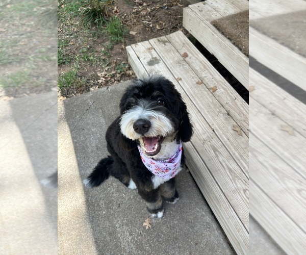 Medium Photo #1 Bernedoodle (Miniature) Puppy For Sale in ARLINGTON, TX, USA