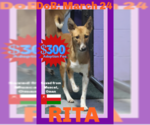 Small #36 Saluki-Whippet Mix