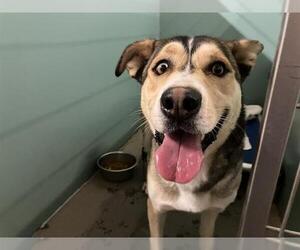 Siberian Husky-Unknown Mix Dogs for adoption in Camarillo, CA, USA