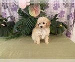 Small Photo #5 Poodle (Toy) Puppy For Sale in WINSTON SALEM, NC, USA