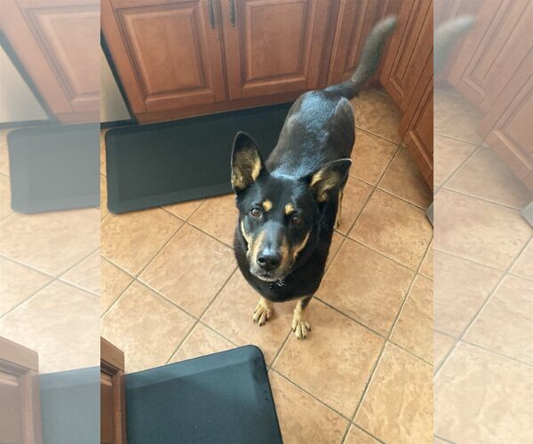 Medium Photo #2 Mutt Puppy For Sale in  Ramona, CA, USA