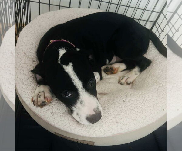 Medium Photo #3 Mutt Puppy For Sale in Spring Lake, NC, USA